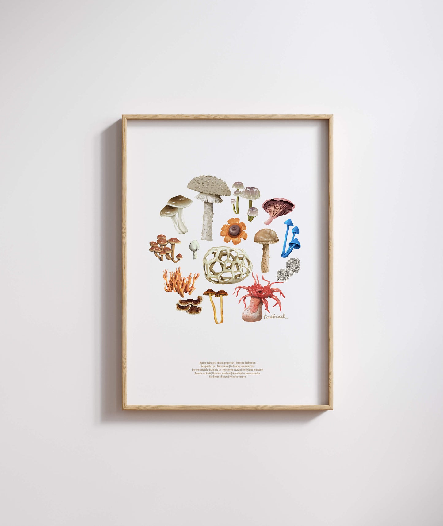 Fungi Colour Art Print