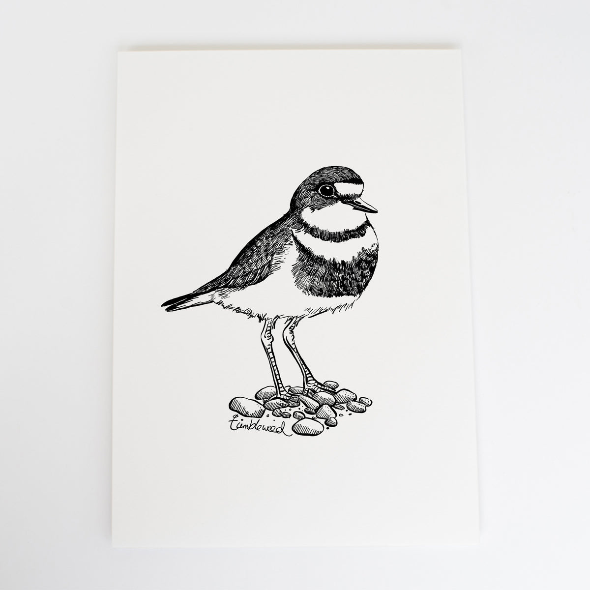 Pohowera | Banded dotterel Art Print