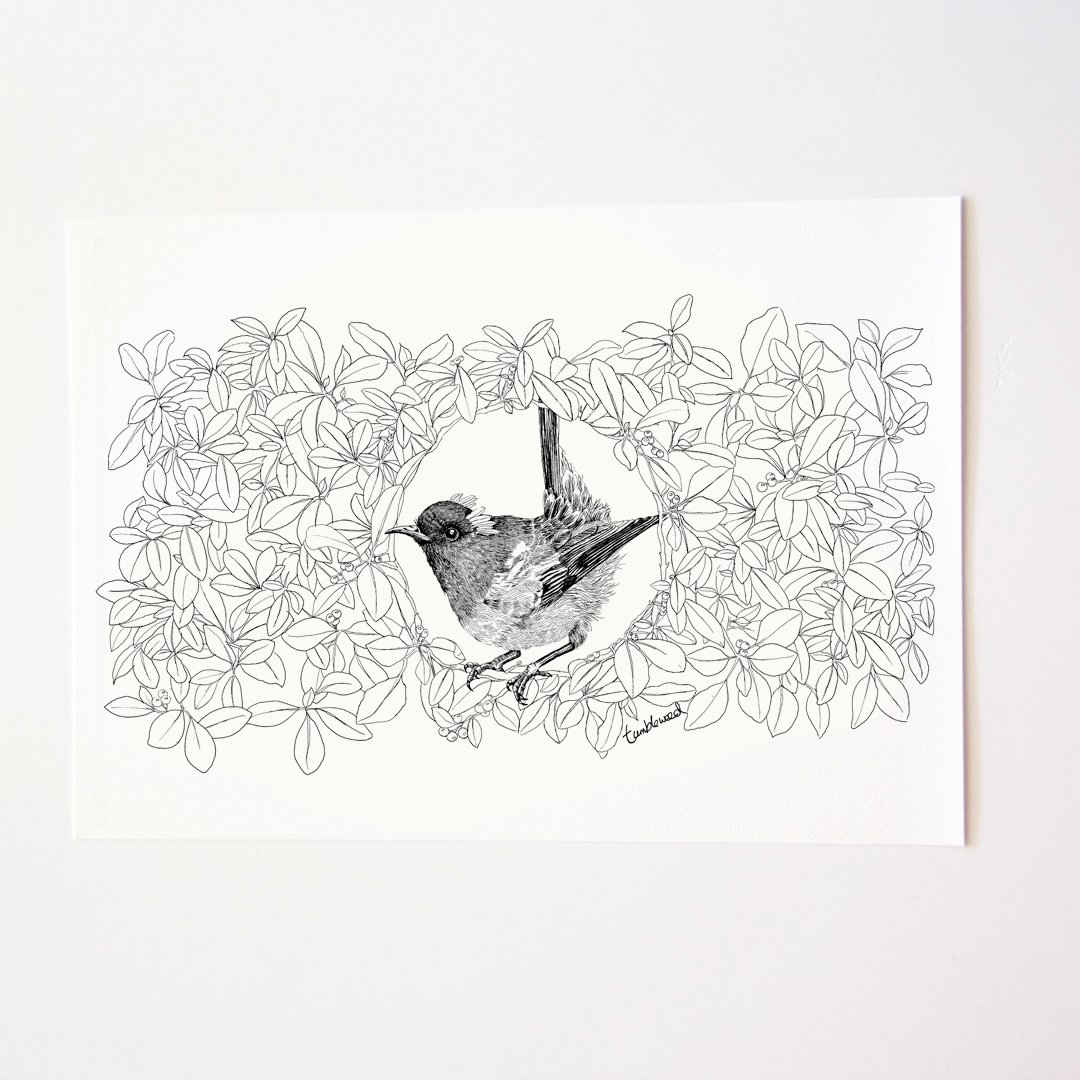 Hihi/Stitchbird Art Print