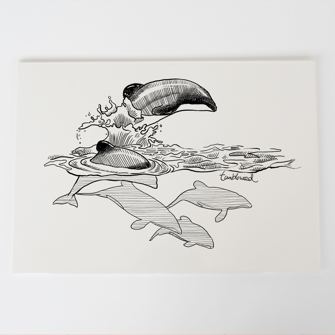 Māui dolphin Art Print