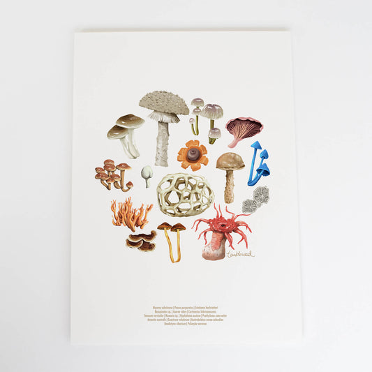 Fungi Colour Art Print