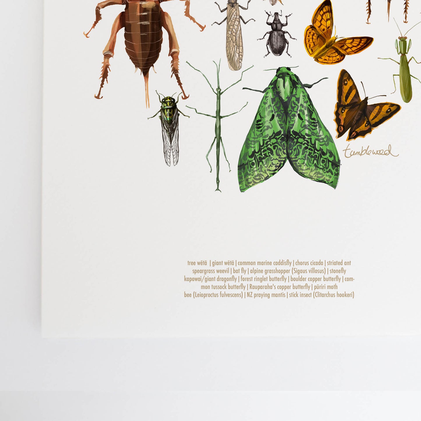 Insects Colour Art Print