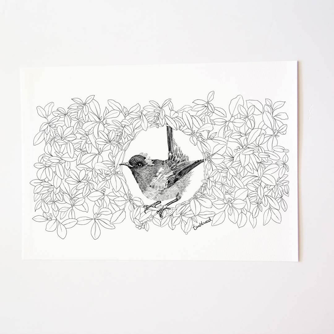 A4 art print of featuring Hihi/Stitchbird design on white archival paper.