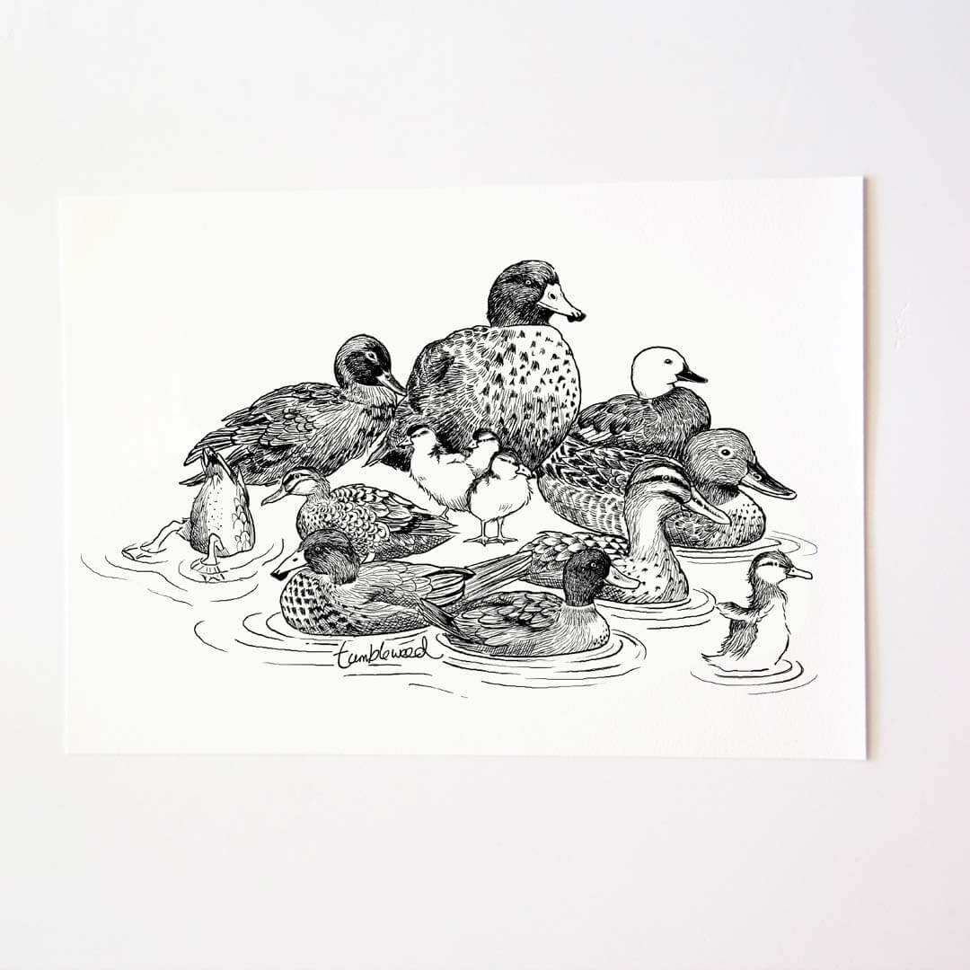 A4 art print of featuring NZ Ducks design on white archival paper.