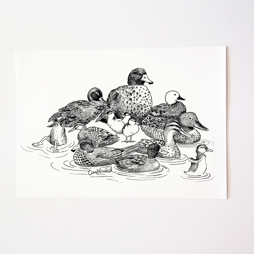 NZ Ducks Art Print