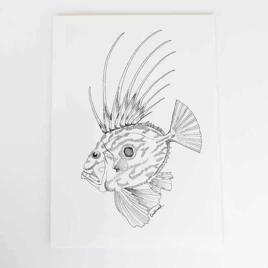 A4 art print of featuring John Dory design on white archival paper.