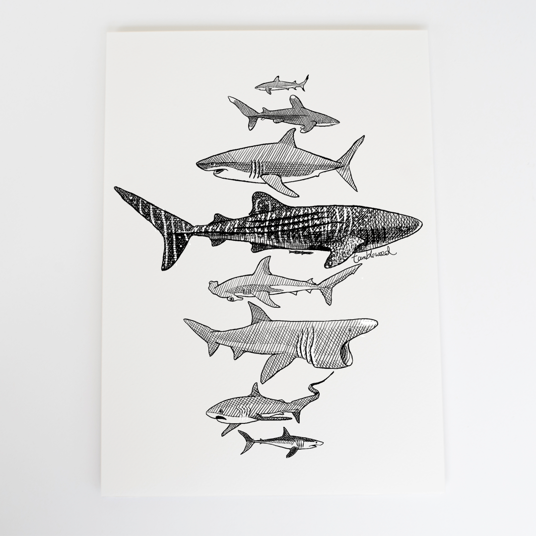 Sharks Art Print