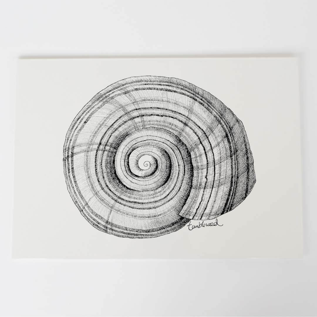 A4 art print of featuring NZ Snail design on white archival paper.