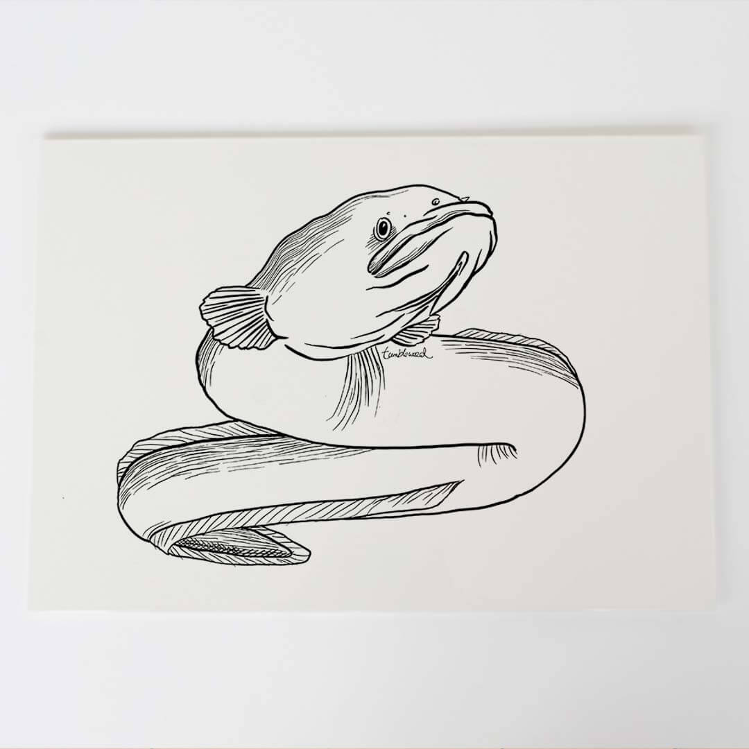 A4 art print of featuring Longfin Eel/Tuna design on white archival paper.